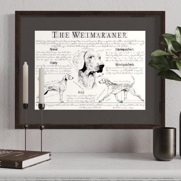 Weimaraner dog breed poster - Antique styled dog breed poster - Weimaraner portre - Weimaraner body conformation - Weimaraner gift