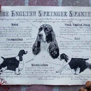 Antique styled dog standard - English Springer Spaniel