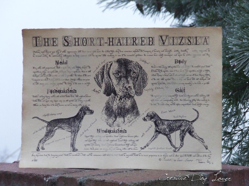 Antique styled dog standard Hungarian Short-haired Vizsla