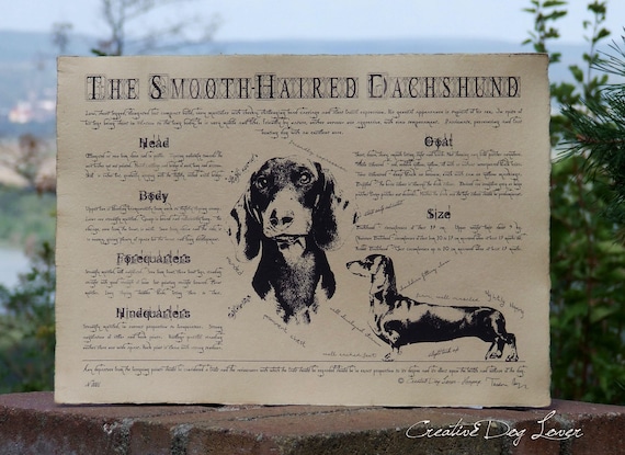 Antique Styled Dog Standard Smooth Haired Dachshund Etsy