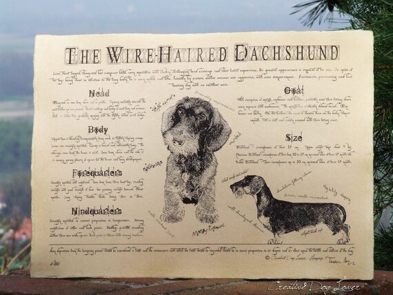 Antique Styled Dog Standard Dachshund Wire Haired Etsy