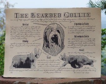 Antique styled dog breed poster - Bearded Collie