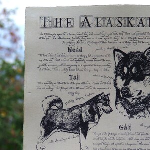 Antique styled dog standard Alaskan Malamute image 2