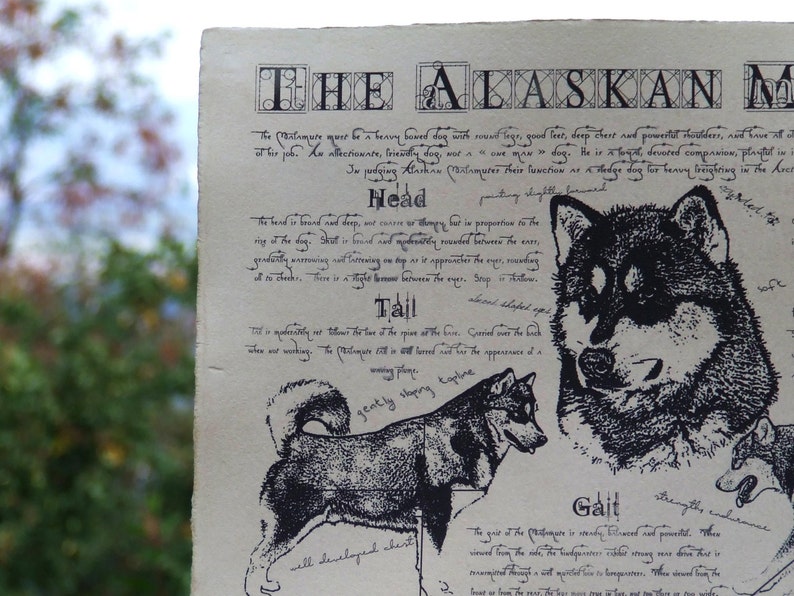 Antique styled dog standard Alaskan Malamute image 2