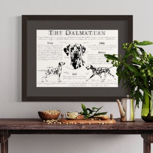 Dalmatian breed poster - Antique styled dog breed chart  - Dalmatian print - Dalmatian body conformation - Dalmatian portre