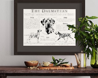Dalmatian breed poster - Antique styled dog breed chart  - Dalmatian print - Dalmatian body conformation - Dalmatian portre