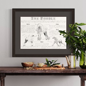 Poodle breed poster- Poodle body conformation - Poodle print - Antique styled dog breed chart - Poodle conformation - Poodle gift