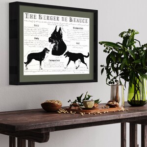 Berger de Beauce dog breed poster Berger de Beauce body conformation Berger de Beauce portre Berger de Beauce dog breed chart image 3