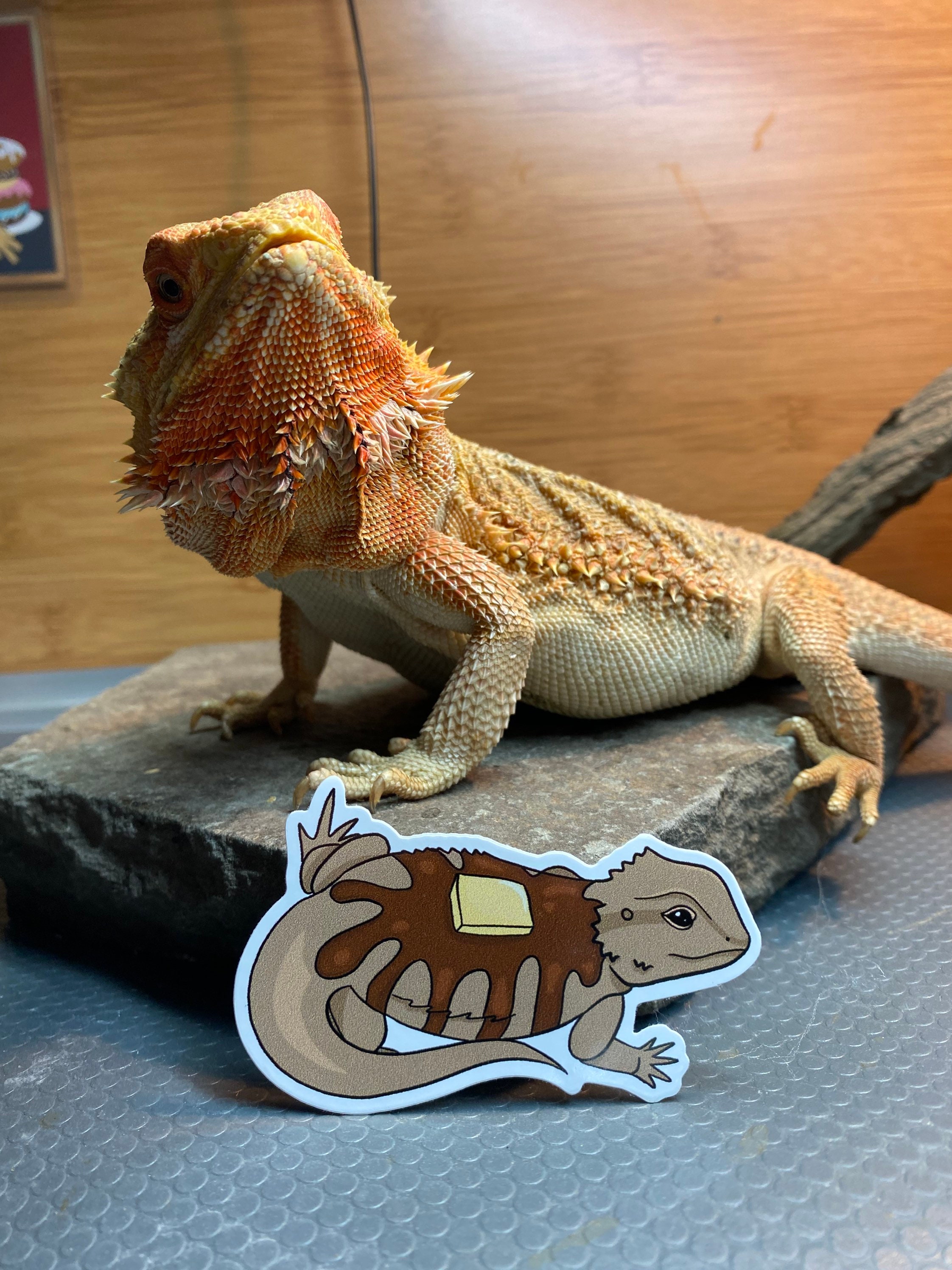 bearded dragon cage liner