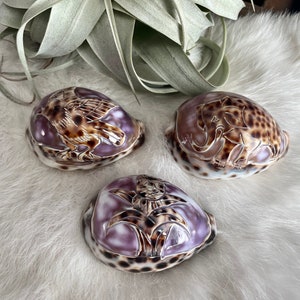 Beautiful Carved Cowrie Shells