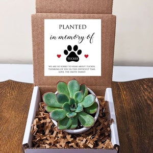 Pet Memorial Succulent with Personalized Message. Loss of Dog. Personalize text and colors. Includes white pot.