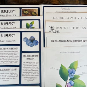 May include: Educational materials about blueberries, including fact sheets and activity ideas. The sheets feature text and illustrations of blueberries, their parts, and growing information. The text includes the history of blueberries and when they are in season.