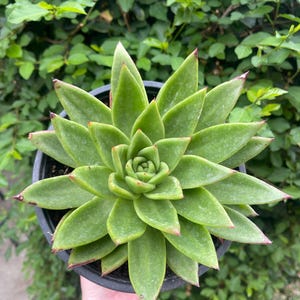 Lipstick Echeveria Agavoides Succulent - 1 Gallon Pot