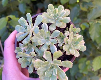 Aeonium castello-paivae variegata 'Suncup'