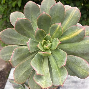 Aeonium ‘Sunburst’ Succulent: 1 Gallon Pot