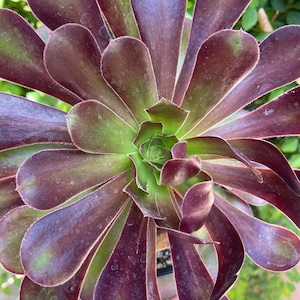 Aeonium Cyclops Succulent: 1 Gallon Bare Root Plant