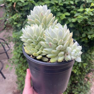 Sedeveria ‘Lilac Mist’