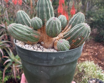 Euphorbia infausta hybrid