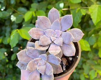 Graptopetalum 'Superbum'