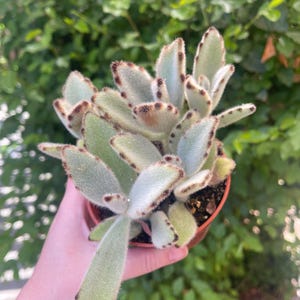 Panda Plant Succulent: Kalanchoe Tomentosa - 4&quot; Pot