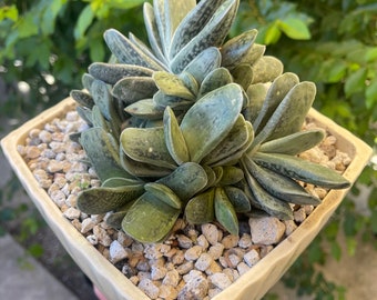 Gasteria 'Little Warty'