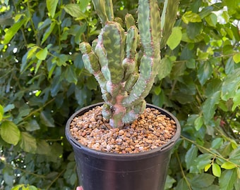 Euphorbia pseudocactus subs. Lyttoniana