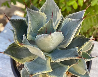 Agave Titanota 'red Catweazle' Live Plant Large Leaf Low Maintenance  Healthy Succulent Housewarming Gift Plant Emotional Bond Rare Specimen -  Etsy