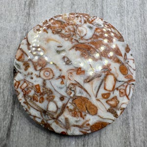 Könnte beinhalten: Ein runder, polierter Stein mit einem einzigartigen Muster aus braunen und weißen Wirbeln und Formen. Der Stein hat eine glänzende Oberfläche und ein natürliches, organisches Aussehen. Das Design ähnelt einem Fossil oder einer geologischen Formation.