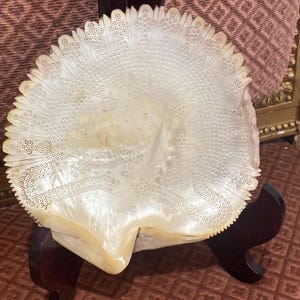 May include: A large, iridescent white shell with intricate dot patterns and a scalloped edge, displayed on a dark wooden stand. The shell has a smooth, pearlescent surface and a natural, organic shape.