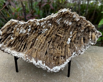 Fossilized Coral Stalagmite Wall 1-23-4-24