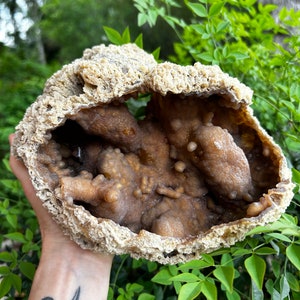 Unique Fossilized Coral Boring Clam Formation Cluster 4-27-4-24 - Etsy