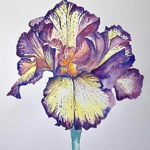Wall art flower watercolor original painting, Purple and Yellow Iris wall art, flower art decor painting,  iris watercolor painting decor