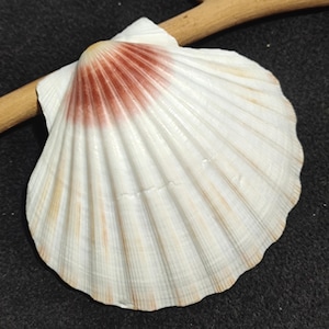 1 extra grote echte coquille schelp Iers gebakken coquilleschelpen pecten subnodosus echte schelp klassieke schelp voor decor en ambacht