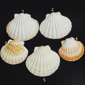 1 extra grote echte coquille schelp Iers gebakken coquilleschelpen pecten subnodosus echte schelp klassieke schelp voor decor en ambacht