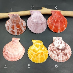 Echte coquille schelp Iers bakken coquilleschelpen pecten subnodosus echte schelp sieraden maken klassieke schelp voor decor en ambacht