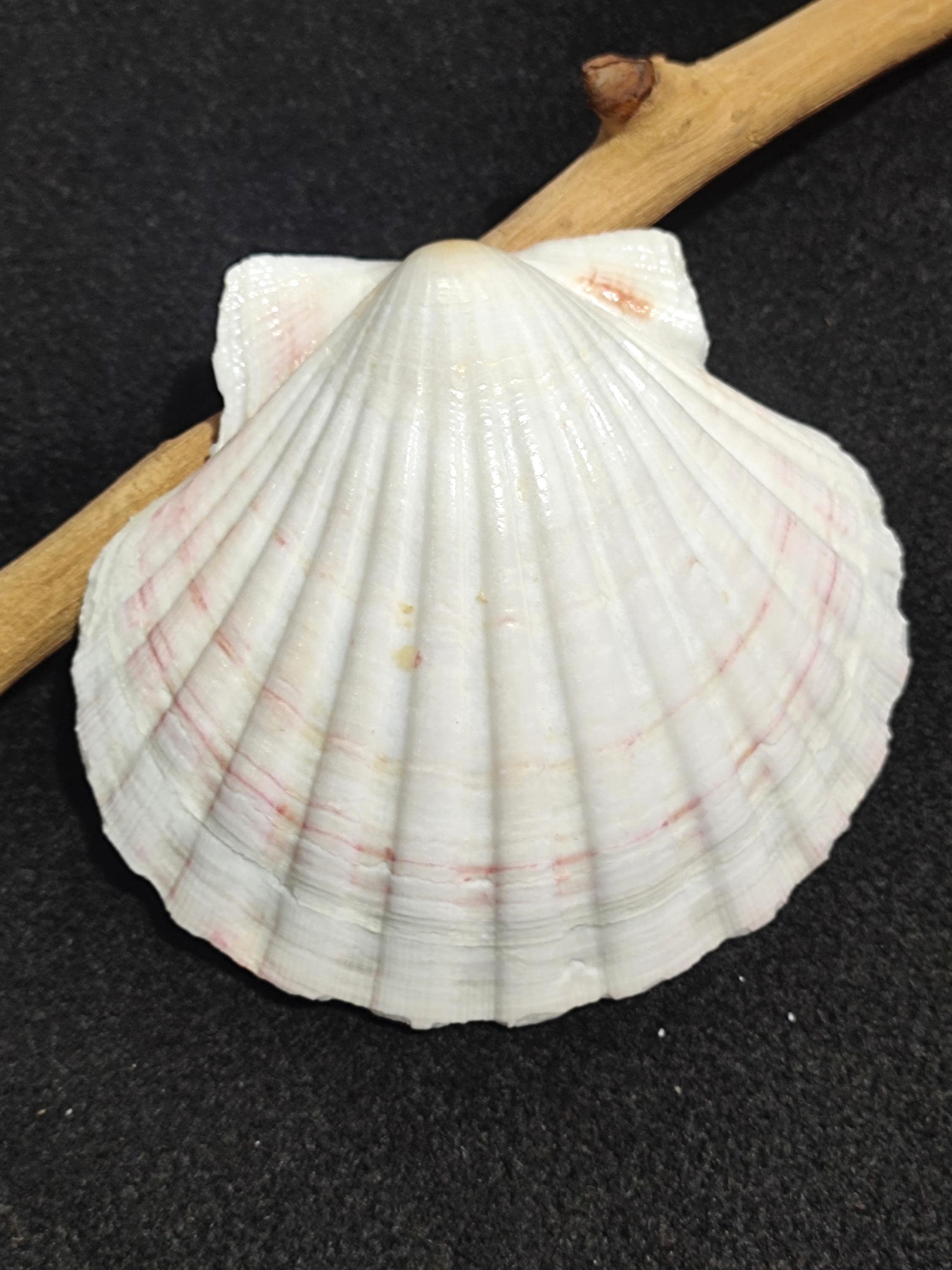 Extra Large Scallop Seashell, Irish Baking Shell, Coastal Decor - Etsy