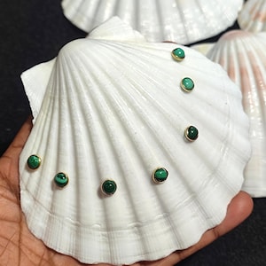1 extra grote echte coquille schelp Iers gebakken coquilleschelpen pecten subnodosus echte schelp klassieke schelp voor decor en ambacht