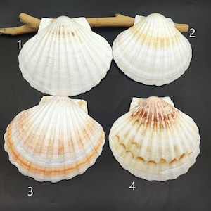 1 extra grote echte coquille schelp Iers gebakken coquilleschelpen pecten subnodosus echte schelp klassieke schelp voor decor en ambacht