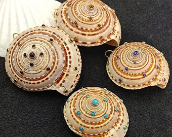 Conus comatosa 37 mm、フィリピンのバロット島産標本。貝殻番号97