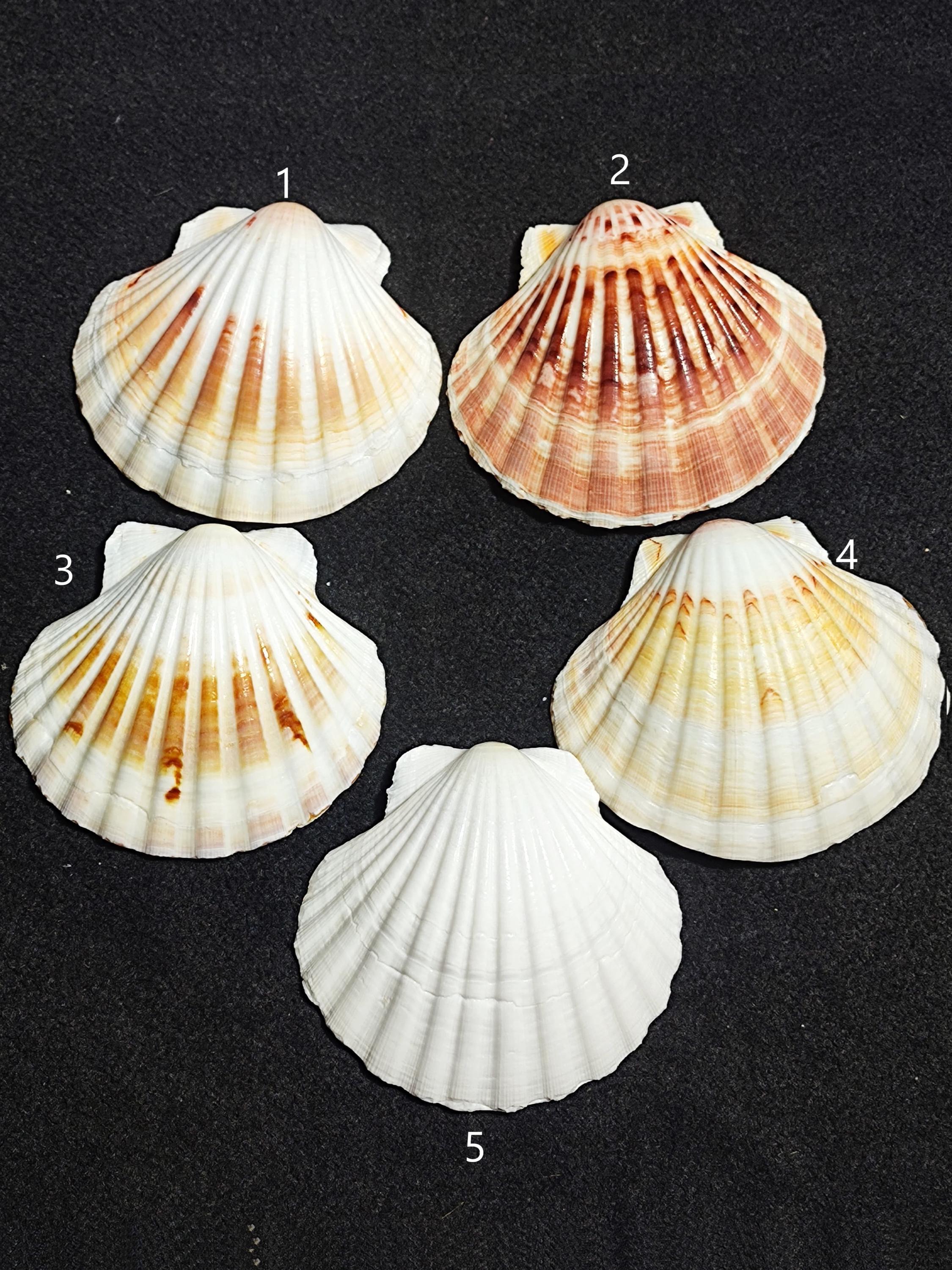 Extra Large Scallop Seashell: Genuine Irish Baking Shell, 3.4-3.6 