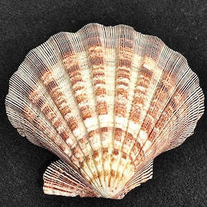 Extra grote leeuwenpoot Echte coquille schelp Irish Baking Shells Pecten Subnodosus echte schelp Klassieke schelp voor decor en ambacht