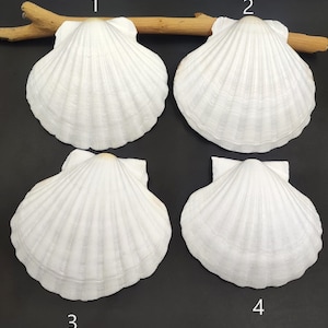 1 Extra Grote Echte Sint-Jakobsschelp Zeeschelp Ierse Bakken Sint-jakobsschelpen Pecten Subnodosus Echte Shell Klassieke Shell Voor Decor En Ambachten