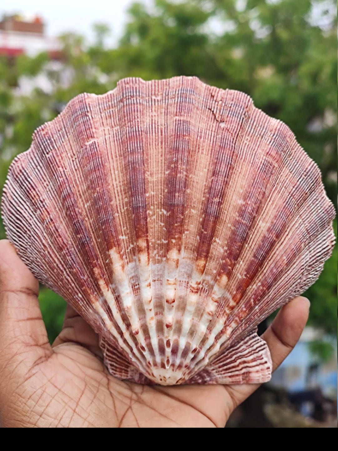 Extra Large Lion's Paw Shell Real Scallop Seashell Irish Baking Shells ...