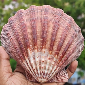 Extra grote leeuwenpoot Echte coquille schelp Irish Baking Shells Pecten Subnodosus echte schelp Klassieke schelp voor decor en ambacht