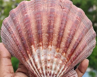 巨大なシャコガイの貝殻：天然の海の装飾、工芸品の飾り（18～20 cm