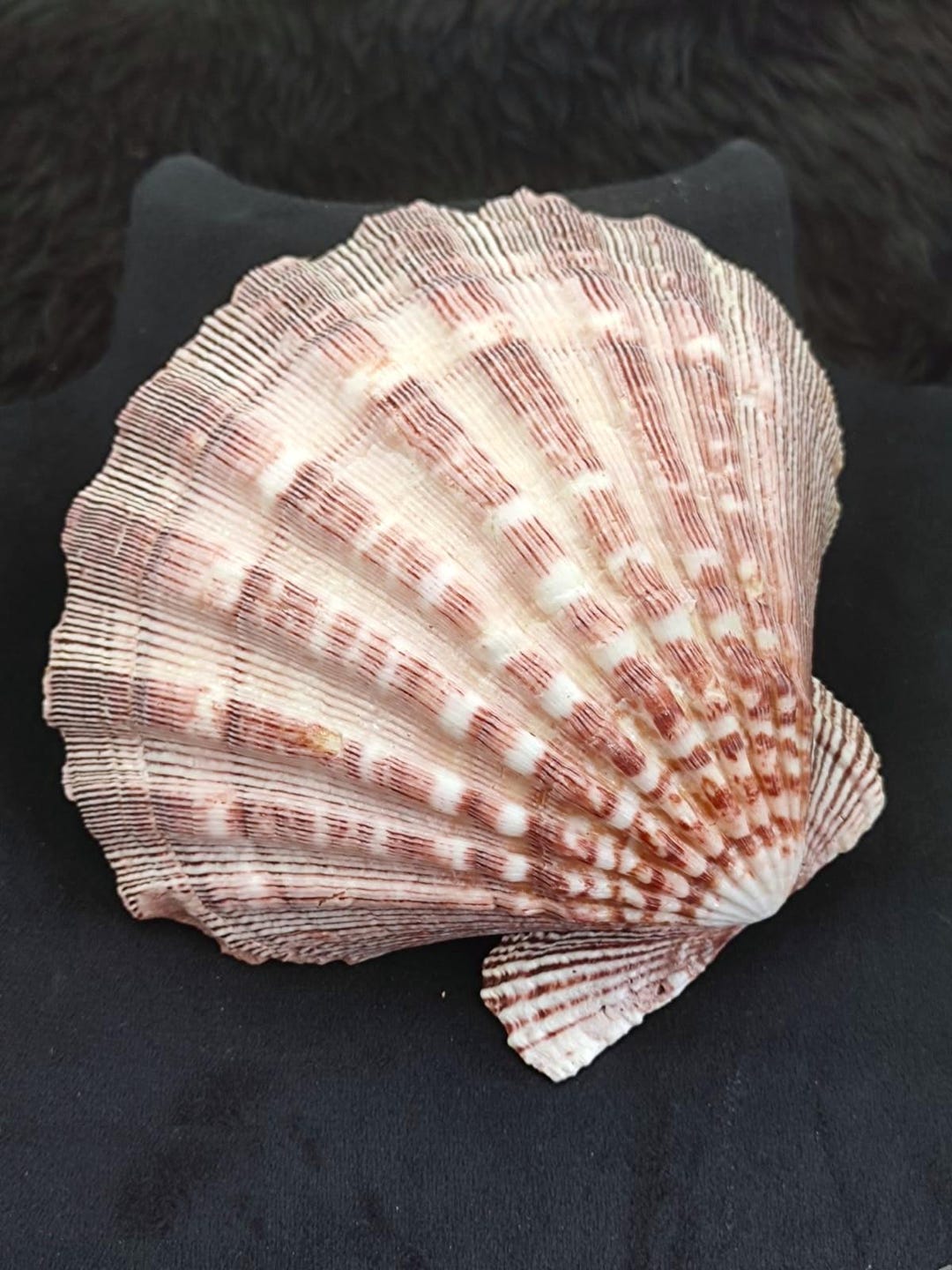 Extra Large Lion's Paw Scallop Shell, Pecten Subnodosus (5