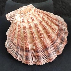 Peut inclure: Un grand coquillage en forme d'éventail, présentant un motif complexe. Le coquillage présente des couleurs beige, marron et brun rougeâtre, avec des nervures linéaires détaillées rayonnant du centre. La surface de la coquille a un aspect texturé.
