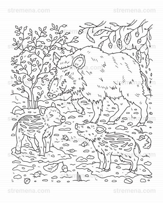 860 Collections Coloring Pages Woodland Animals  Free