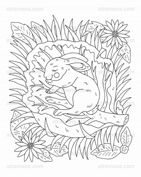 Cute Little Woodland Animals Printable Coloring Pages Pdf Etsy