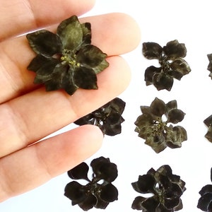 Paquete de 12 piezas de flores secas sakura BLACK para fabricación de resina, joyería, fabricación, RELLENO DE RESINA